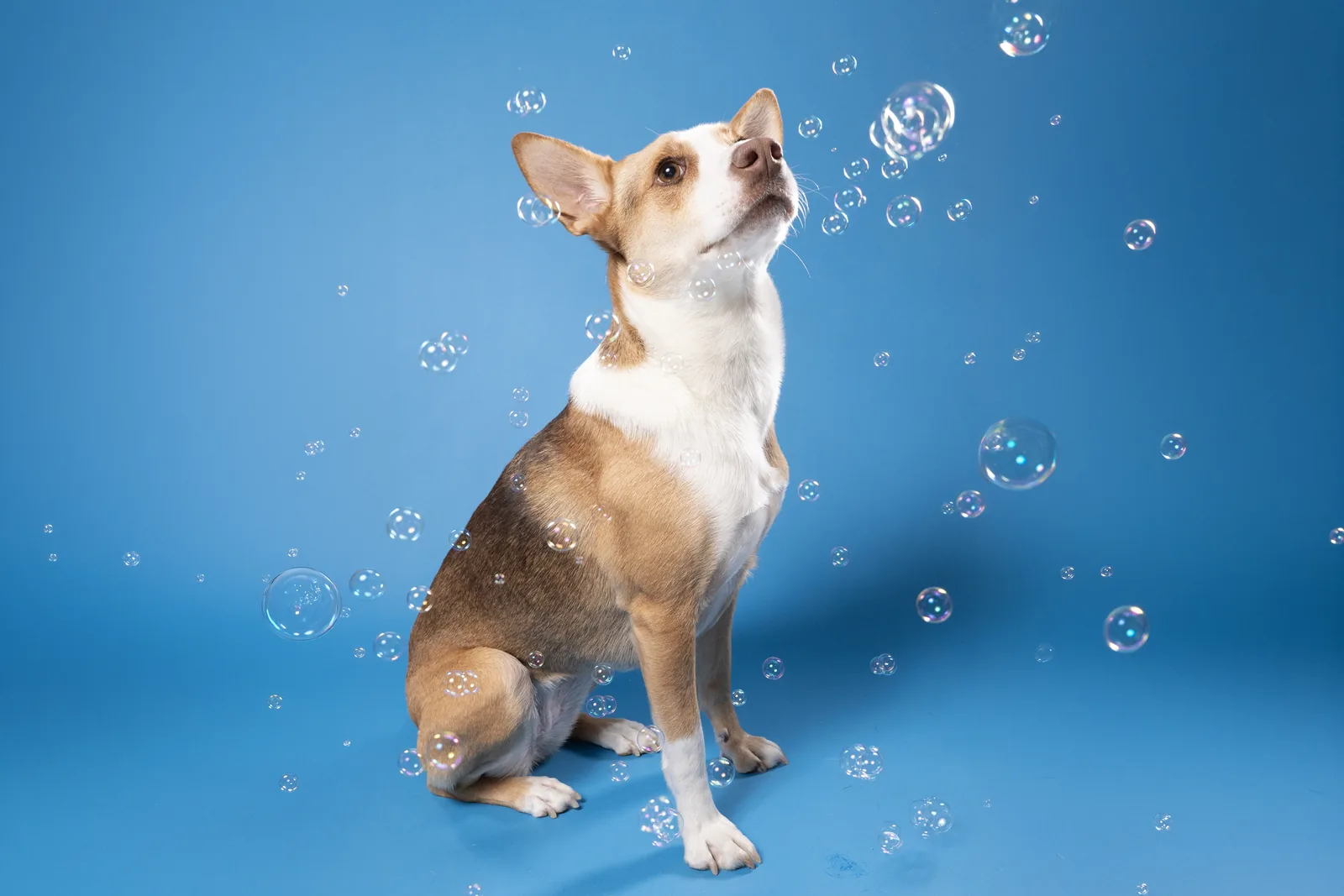 Dog photographed among bubbles on a blue backdrop