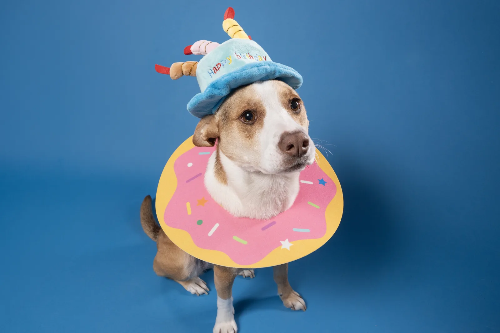 Playful party dog portrait