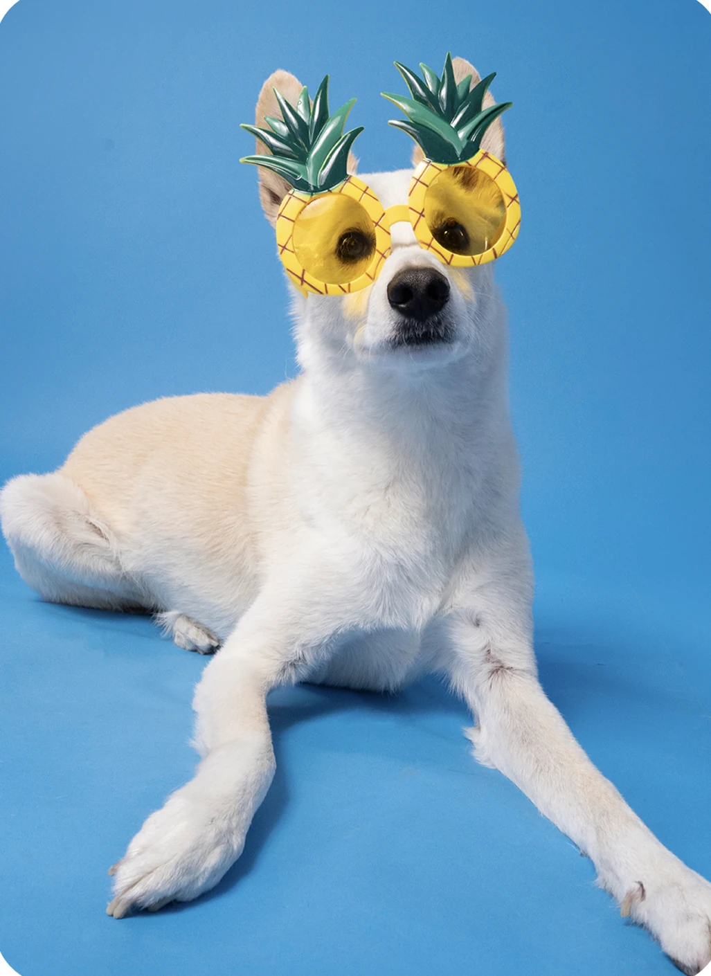 Dog portrait on blue