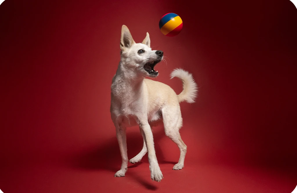Small dog watching a ball on red