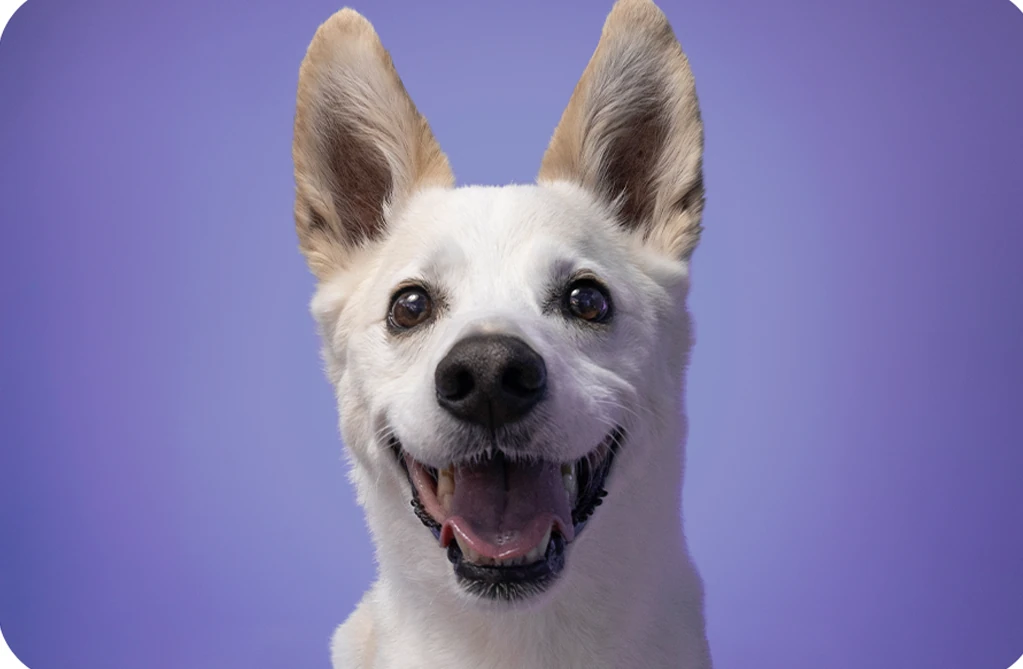 Smiling dog portrait on violet
