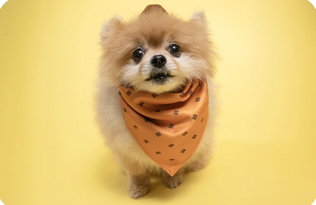Small dog with a scarf on yellow