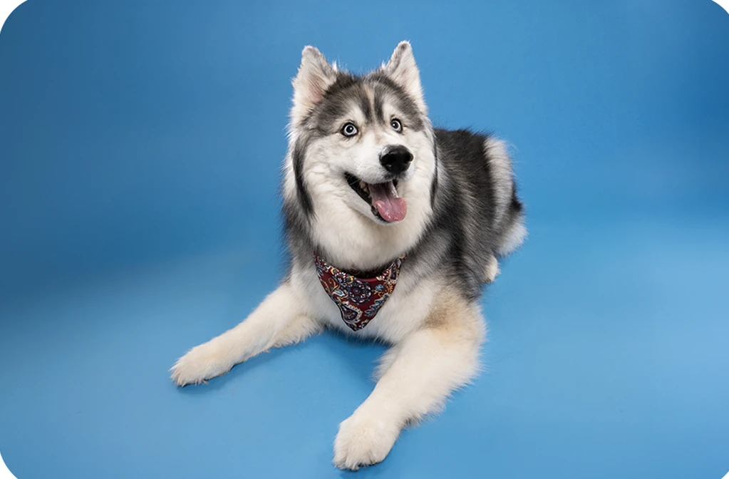 Husky resting on blue