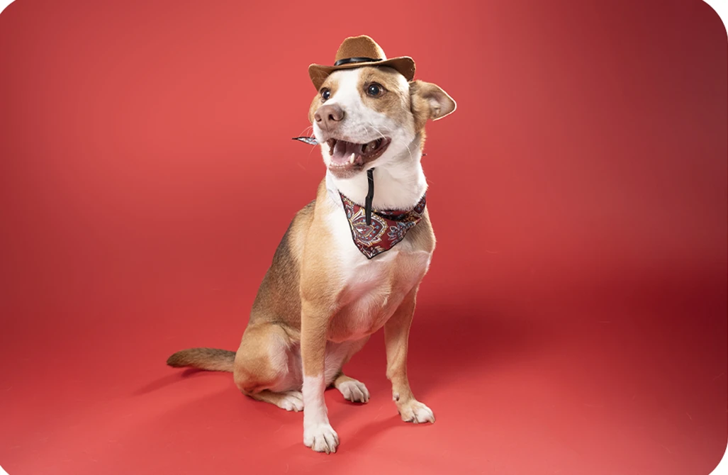 Dog wearing a hat on red