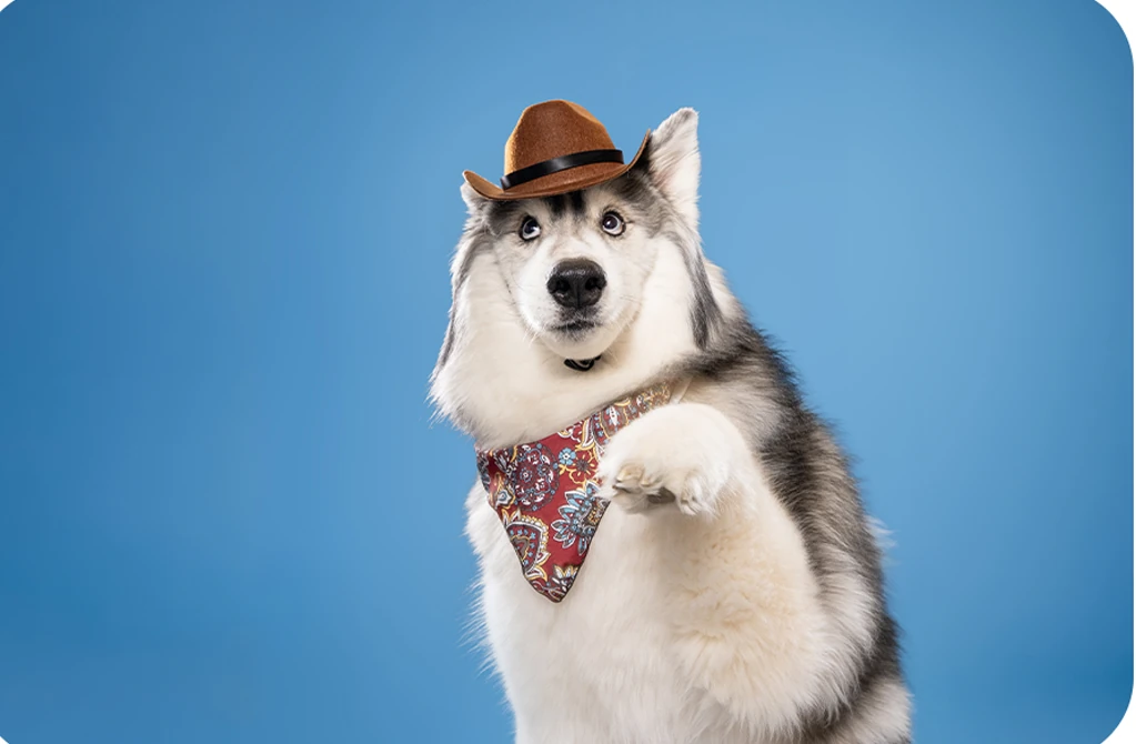 Husky wearing a cowboy hat on blue