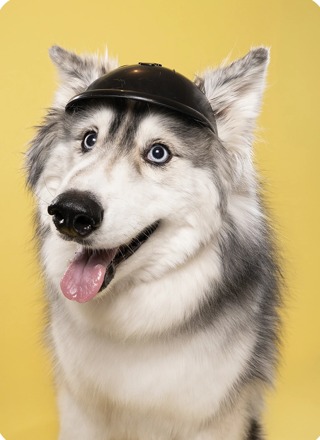 Husky portrait on yellow
