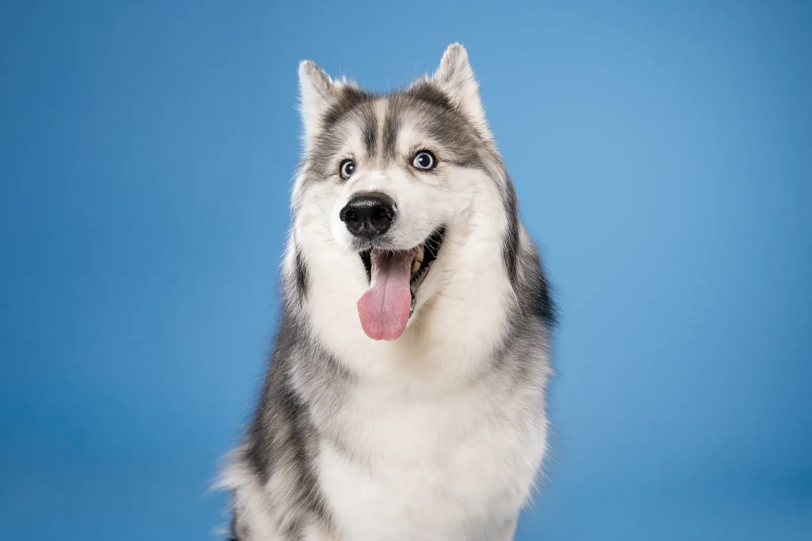 Happy husky photographed on a vivid blue studio backdrop
