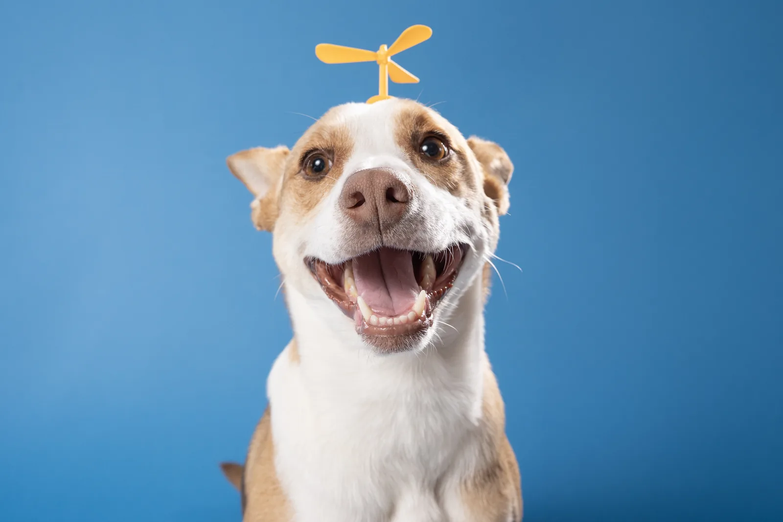 Smiling dog portrait on blue
