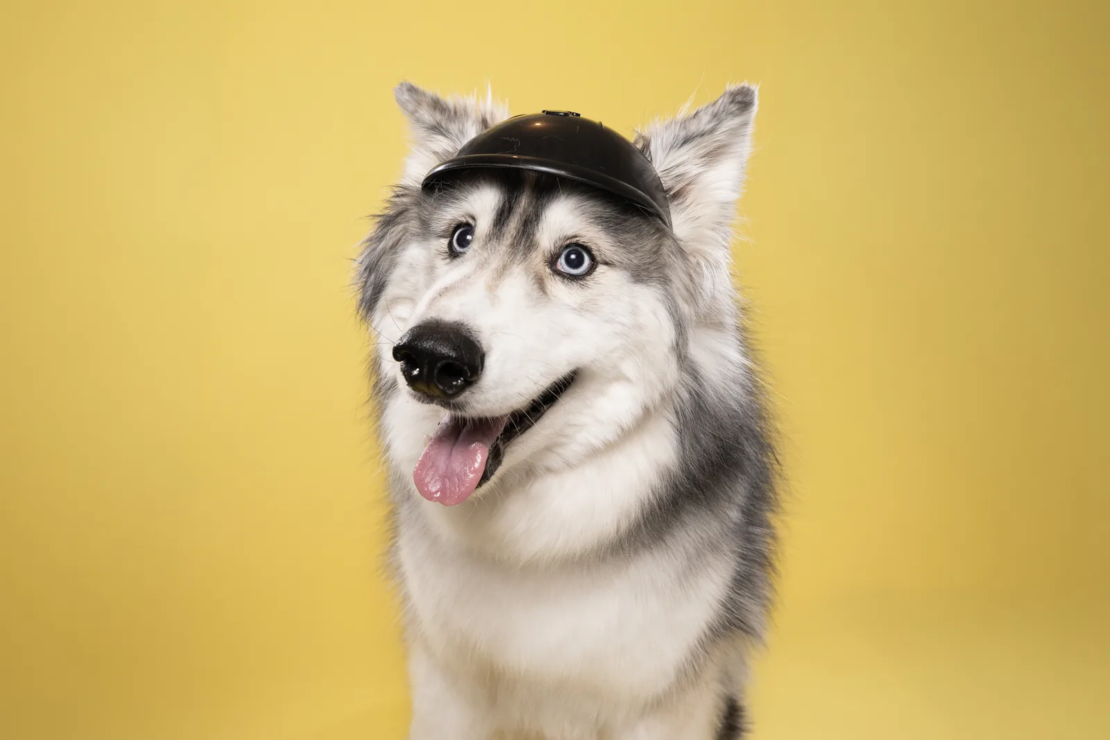Close-up dog portrait on a yellow studio background