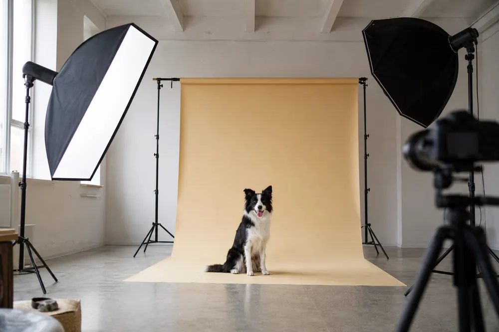 Dog photographed in a mobile studio with a yellow backdrop